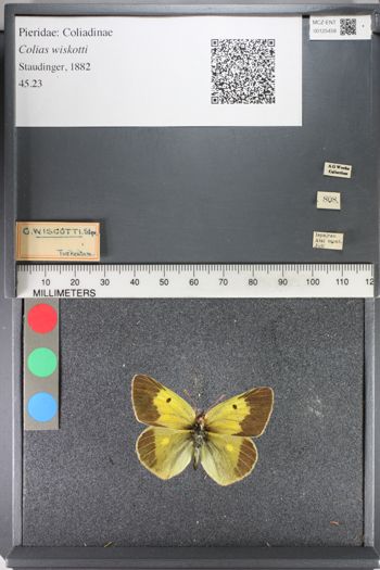 Media type: image;   Entomology 125458